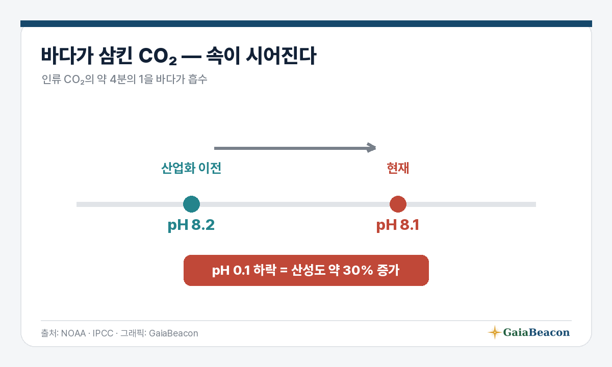 바다 산성화 — 산성도 약 30% 증가