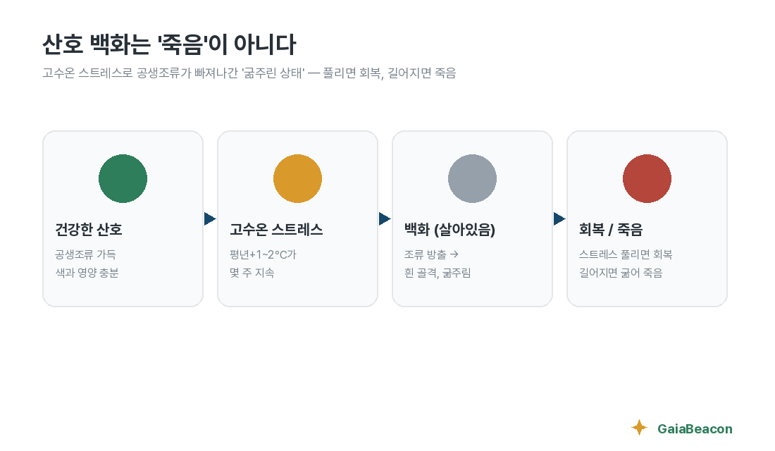 산호 백화 4단계 — 백화는 죽음이 아니다