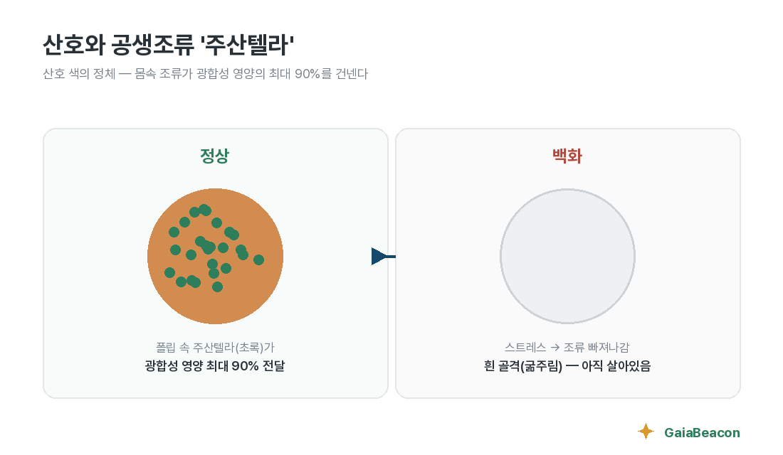 산호와 공생조류 주산텔라 — 정상과 백화 비교